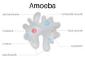 TheÃÂ structure andÃÂ diagramÃÂ ofÃÂ  amoeba